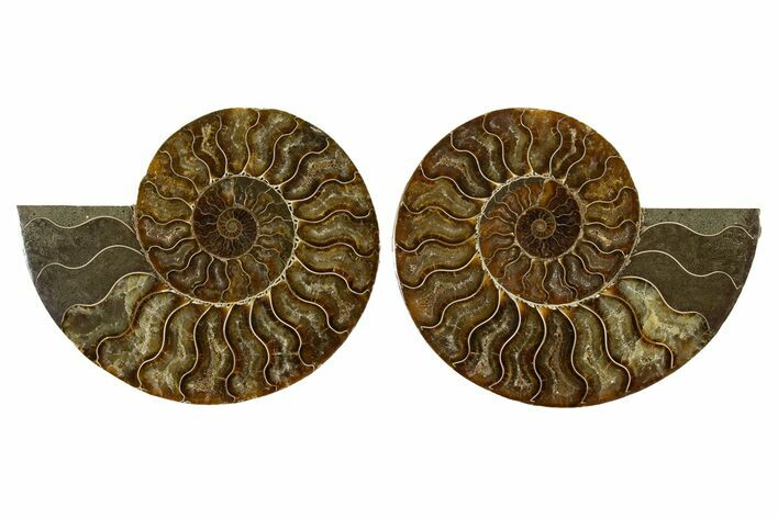 Cut & Polished, Crystal-Filled Ammonite Fossil - Madagascar #336822